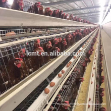 Automatique une cage de poulet de poulpe de type / couche à vendre